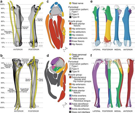 Lower Extremity Peripheral Nerve Map