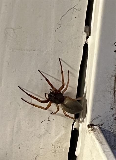 I live in Iowa usa and have never seen this spider. What is it? It ...