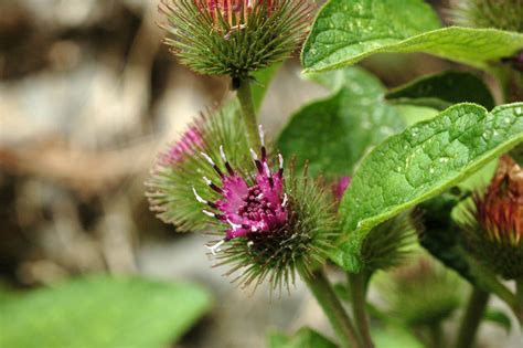 Bildergebnis für arctium lappa