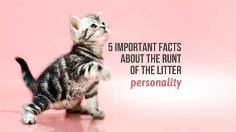 5 Important Facts About The Runt Of The Litter Personality
