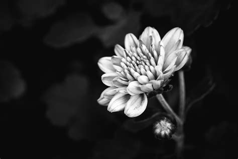 High Contrast Black And White Photography