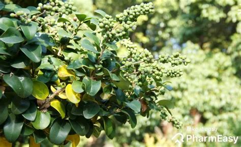 Guggul: Uses, Benefits, Side Effects and More | PharmEasy