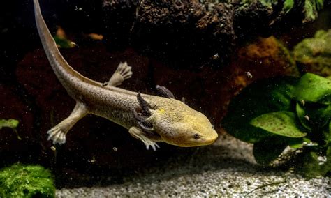 Meet The 7 Cutest Axolotls In The World - A-Z Animals