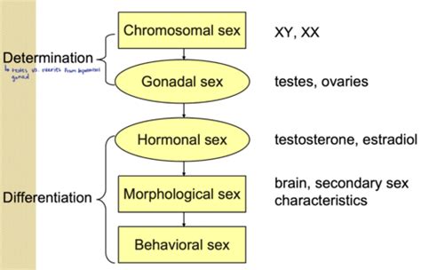 Decoding Dmrt1: Insights into vertebrate sex determination and gonadal sex differentiation