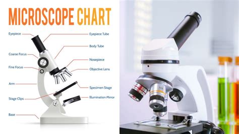 Explanation for Microscope CBSE 12 的图像结果
