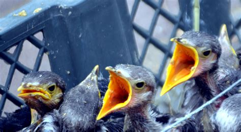Baby Mynah Birds (a) Free Stock Photo - Public Domain Pictures