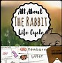 Image result for First Born Baby Rabbit