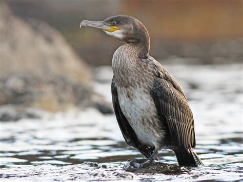 Great Cormorant - eBird