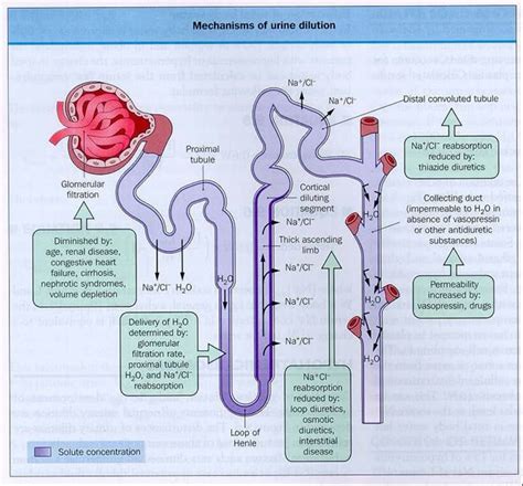 Loop of Henle Function 的图像结果