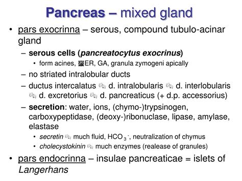PPT - Digestive glands PowerPoint Presentation, free download - ID:9212515