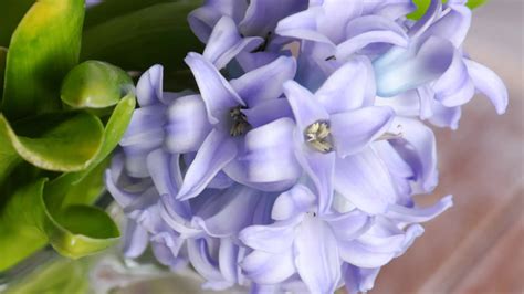 Hyacinth cut flowers, bouquets & plants | Verbeek & Bol