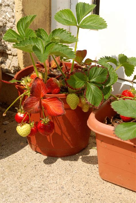Growing Strawberries In Containers: How To Grow Strawberries In A Pot ...