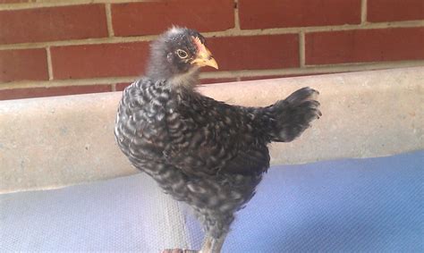 sexing 4 week old chicks (pic heavy) | BackYard Chickens - Learn How to ...