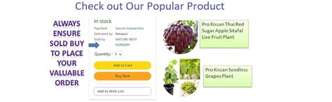 Pro Kissan Nursery Rare Carabao Mango Grafted 2 feet Height Philippine ...