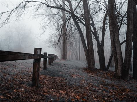 Foggy Walk Ford Lake Park, Ypsilanti : r/PureMichiganPics