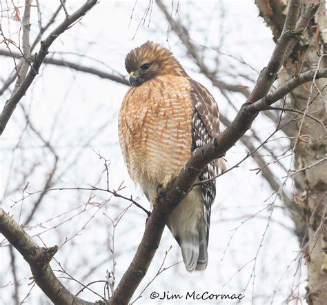 Ohio Birds and Biodiversity: Red-shouldered hawk in LOW light