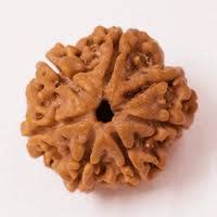 Rudraksha Hyderabad Rudraksha beads Hyderabad Nepal Rudraksha Hyderabad ...