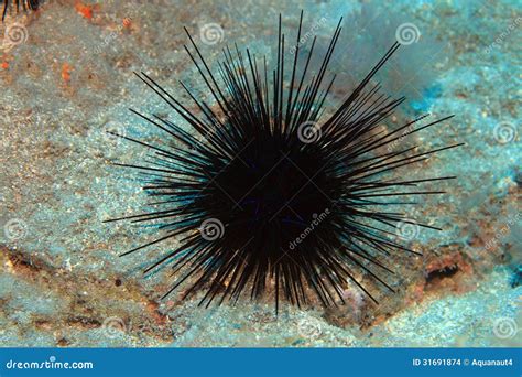 Black sea urchin stock photo. Image of mediterranean - 31691874