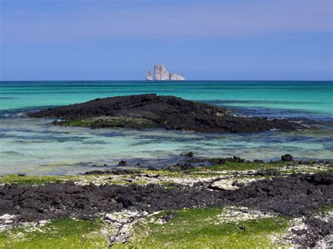 Image result for Pokemon Sword and Shield Randomizer