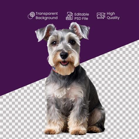 A miniature schnauzer dog in the transparent background | Premium AI ...
