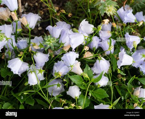 Bell shaped flowers hi-res stock photography and images - Alamy