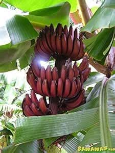 Creative Farmer Live Plant Gardens Rare Kerala Red Poovan Banana for ...