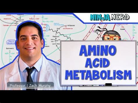 Metabolism - Amino Acid Metabolism Video Lecture - MCAT
