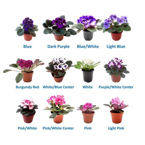 Types Of African Violets