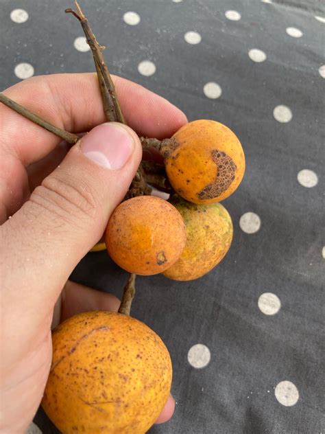 Image result for Taste Like Candy Socandy