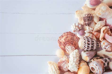 Image result for Finding Tropical Shells