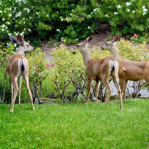 deer resitant plants Archives - This Is My Garden