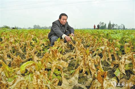 13亩蔬菜收获前夕一夜枯死 农户损失超10万 疑有人投毒 - 成都 - 华西都市网新闻频道