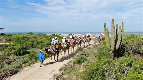 Camel Rides and Cabo Outback Adventure | Disney Cruise Line