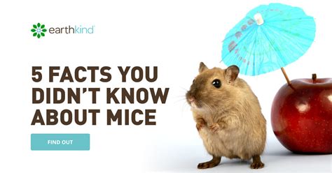 Image result for Mouse Facts