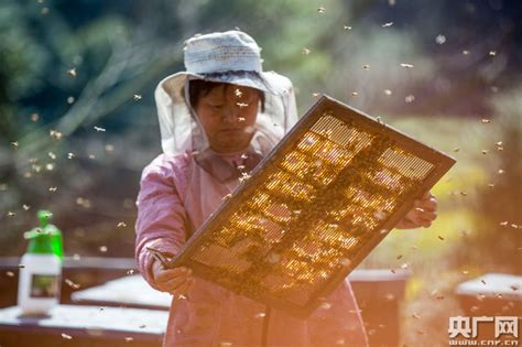 江西都昌：春暖花开养蜂忙_央广网