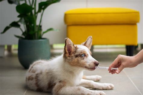 Austin Avenue Pet Clinic - Veterinarian in Brownwood, TX US