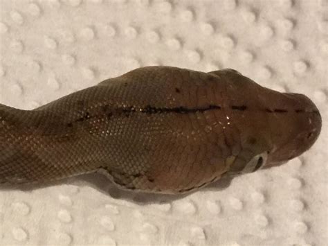 Image result for Reticulated Python Morphs