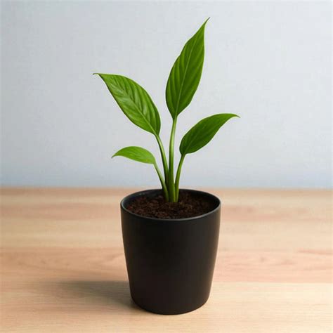 Indoor Plants Online For Home and Office | Starts @ ₹59 – Plant Orbit