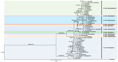 Evolution of Reproductive Traits and Implications for Adaptation and Diversification in the Yam ...