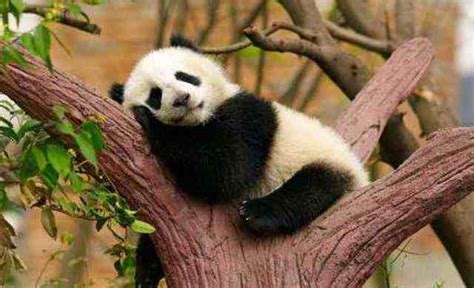 重庆动物园25岁大熊猫灵灵去世_环球信息网