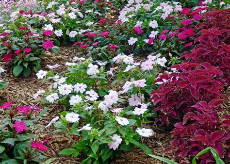 Sunpatiens Plant Care - Growing Sunpatiens Plants In The Garden