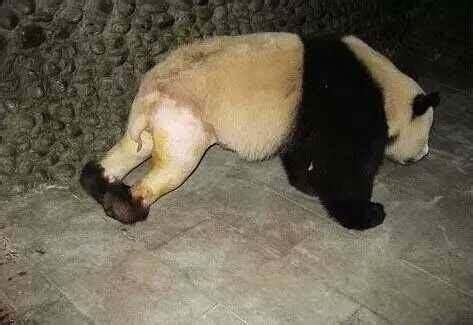 大熊猫因打架骨折, 被“脱毛裤”后的它笑翻众人: 果然尾巴有惊喜 - 360娱乐，你开心就好