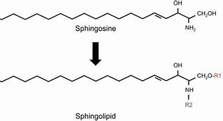 Image result for Sphingoid
