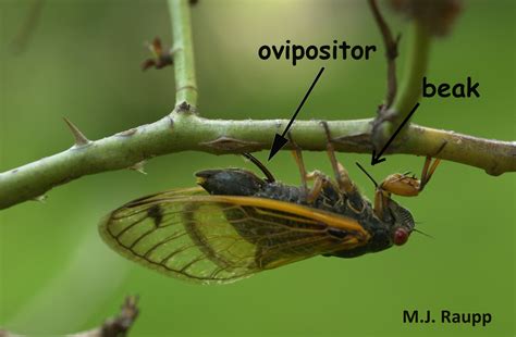 Do cicadas bite or sting? What other mischief do they create? — Bug of ...