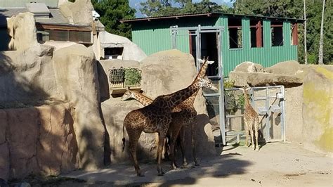 Zoo Train To My 的图像结果