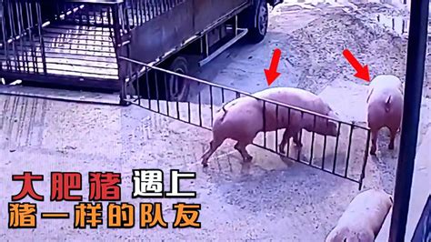 真是糗大了！看这名副其实的“猪队友”，监控拍下二师兄尴尬一刻-动物视频-搜狐视频
