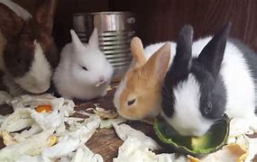 Image result for 3 Week Old Baby Rabbit