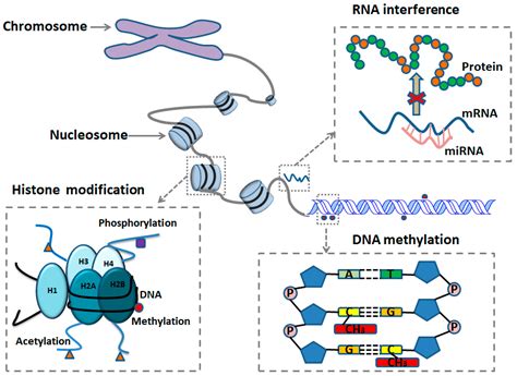 Histone Acetylation Methylation