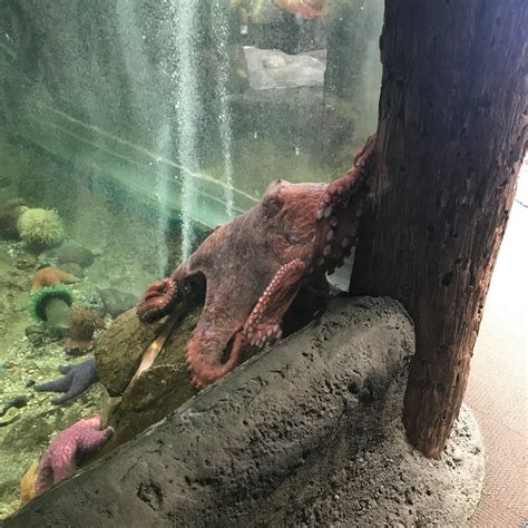 SEA DISCOVERY CENTER (2024) All You Need to Know BEFORE You Go (with Photos) - Tripadvisor