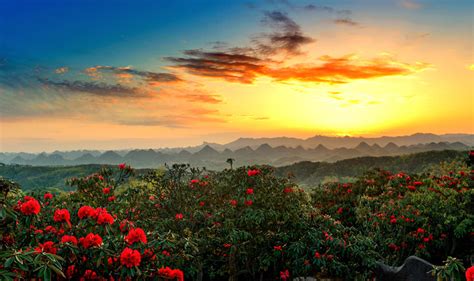 贵州毕节有个百里杜鹃风景区，真美啊！